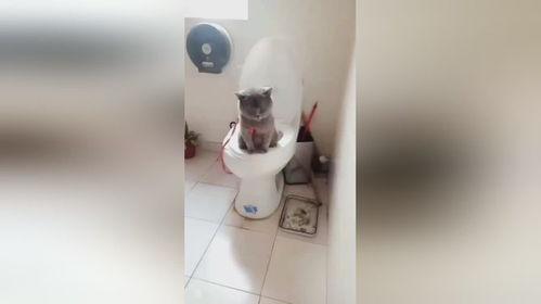 我要拉粑粑视频,揭秘“我要拉粑粑”视频的欢乐奥秘