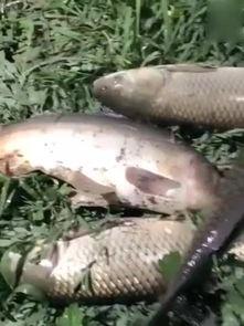 海杆溜鱼视频,跟随视频学钓技