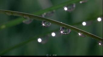 露水视频下载