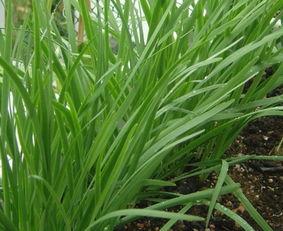 韭菜根怎么种植视频,从根到叶的种植全过程揭秘