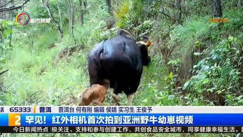 野牛的视频,探寻野牛的壮丽生活
